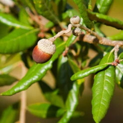 Live Oak Tree 8 Live Oak Tree -Evergreen Trees Sales Store Southern Live Oak FGT 1