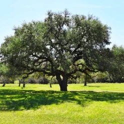 Live Oak Tree 7 Live Oak Tree -Evergreen Trees Sales Store Southern Live Oak FGT 3