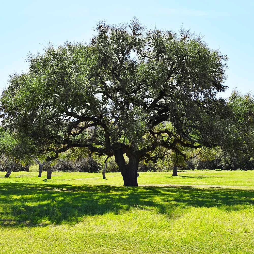 Live Oak Tree 3 Live Oak Tree - Image 3