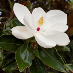 Southern Magnolia 7 Southern Magnolia -Evergreen Trees Sales Store Southern Magnolia 8 FGT