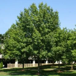 Southern Red Oak Tree -Evergreen Trees Sales Store Southern Red Oak 2