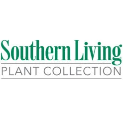 Little Miss Figgy™ Tree -Evergreen Trees Sales Store Southn Living 1000x1000 378a218a 8ce8 4047 8df3 e98ce48f13f7