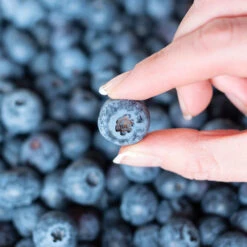 Spartan Blueberry Bush -Evergreen Trees Sales Store Spartan Blueberry 5 FGT