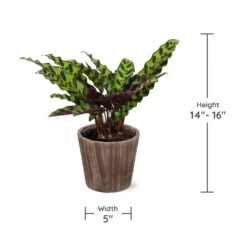 Calathea Rattlesnake With Decorative Pot -Evergreen Trees Sales Store Specs