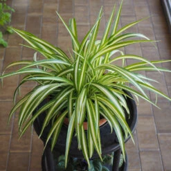 Spider Plant -Evergreen Trees Sales Store Spider Plant 1