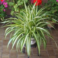 Spider Plant -Evergreen Trees Sales Store Spider Plant 2