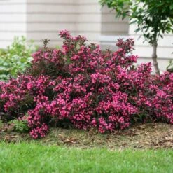 Spilled Wine® Weigela Shrub -Evergreen Trees Sales Store Spilled Wine Weigela 1 FGT