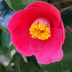 Spring's Promise Camellia Shrub -Evergreen Trees Sales Store Springs Promise Camellia 1 FGT