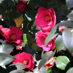 Spring's Promise Camellia Shrub -Evergreen Trees Sales Store Springs Promise Camellia 4