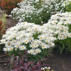 Amazing Daisies® ‘Spun Silk’ Shasta Daisy -Evergreen Trees Sales Store Spun Silk Bananas 2