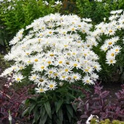 Amazing Daisies® ‘Spun Silk’ Shasta Daisy -Evergreen Trees Sales Store Spun Silk Bananas 3