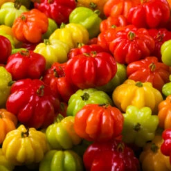 Star Cherry Tree (Pitanga) -Evergreen Trees Sales Store Star Cherry 7 FGT