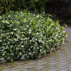 Star Jasmine -Evergreen Trees Sales Store Star Jasmine 2 FGT