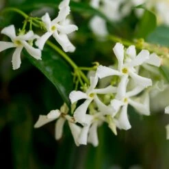 Star Jasmine -Evergreen Trees Sales Store Star Jasmine 3