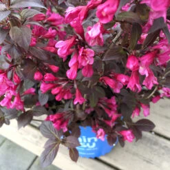 Stunner® Weigela -Evergreen Trees Sales Store Stunner weigela 1