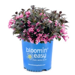 Stunner® Weigela -Evergreen Trees Sales Store Stunner weigela 3
