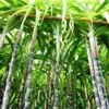 Sugar Cane