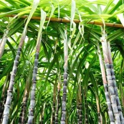 Sugar Cane
