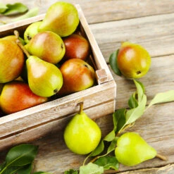 Summercrisp Pear Tree -Evergreen Trees Sales Store Summercrisp Pear 3 FGT