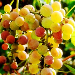 Summit Muscadine Grapes -Evergreen Trees Sales Store Summit muscadine Grape 3
