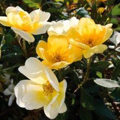 Sunny Knock Out® Rose -Evergreen Trees Sales Store Sunny knockout rose Shrub 3 FGT