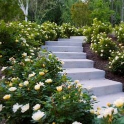 Sunny Knock Out® Rose -Evergreen Trees Sales Store Sunny knockout rose Shrub 7 FGT