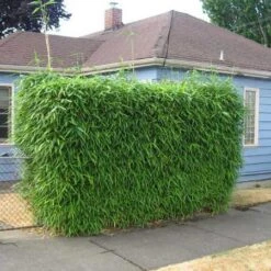 Sunset Glow Bamboo -Evergreen Trees Sales Store Sunset Glow Bamboo 2 450w