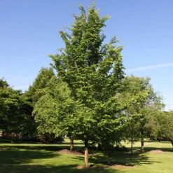 Emerald Sunshine® Elm Tree -Evergreen Trees Sales Store Sunshine Elm 2