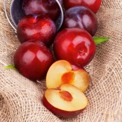 Superior Plum Tree -Evergreen Trees Sales Store Superior Plum 4