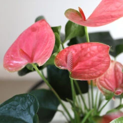 Pink Anthurium -Evergreen Trees Sales Store Sweet Dream Pink Anthurium 1