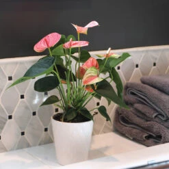 Pink Anthurium -Evergreen Trees Sales Store Sweet Dream Pink Anthurium 2