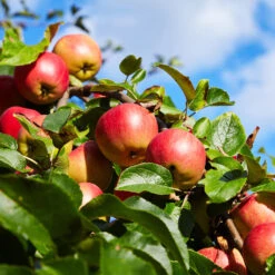 Honeycrisp™ & Sweet Sixteen Twisted Apple Tree -Evergreen Trees Sales Store Sweet Sixteen