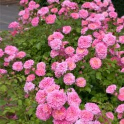 Sweet Drift® Rose 5 Sweet Drift® Rose -Evergreen Trees Sales Store Sweet Drift Rose 1