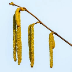 Theta Filbert Hazelnut -Evergreen Trees Sales Store THeta FIlbert Hazelnut 3