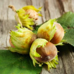 Theta Filbert Hazelnut -Evergreen Trees Sales Store THeta FIlbert Hazelnut 6 FGT