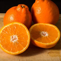 Tangelo Tree 11 Tangelo Tree -Evergreen Trees Sales Store Tangelo 3 FGT