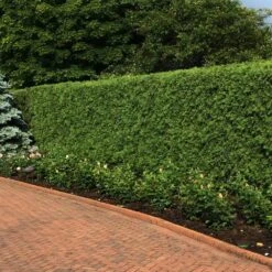 'Techny' Cold Hardy Thuja Tree -Evergreen Trees Sales Store Techny Thuja 2