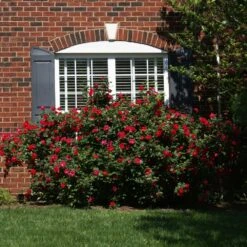 The Grand Champion™ Rose -Evergreen Trees Sales Store The Grand Champion Rose 1