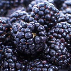 Thornless Blackberry 6 Thornless Blackberry -Evergreen Trees Sales Store Thornless Blackberry 1