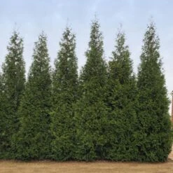 Junior Giant Thuja Tree -Evergreen Trees Sales Store Thuja Junior Giant BB 2