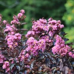 Thunderstruck™ Lavender Blast™ Crape Myrtle Tree -Evergreen Trees Sales Store Thunderstruck Lavender Blast 2 FGT