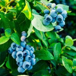 Tifblue Blueberry - USDA Organic 9 Tifblue Blueberry - USDA Organic -Evergreen Trees Sales Store TifBlue Blueberry 1 4abf087f 55f9 47be 9859 69b1a07bf8d8