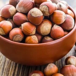 Tonda Di Giffoni Filbert -Evergreen Trees Sales Store Tonda Hazelnuts 400 2