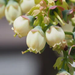 Top Hat Blueberry Bush -Evergreen Trees Sales Store TopHat BLueberry 3