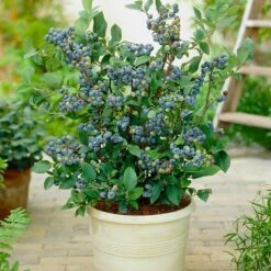 Evergreen Trees Sales Store 27 Top Hat Blueberry Bush