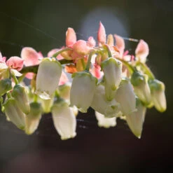 Toro Blueberry Bush - USDA Organic -Evergreen Trees Sales Store Toro Blueberry 3 1cbc3ceb 6262 43bb 917a 490851827d67