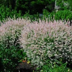 Tri-Color Dappled Willow -Evergreen Trees Sales Store Tri Color Willow Shrub 2