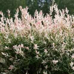 Tri-Color Dappled Willow -Evergreen Trees Sales Store Tri color Willow 1 FGT