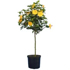 Yellow Tropical Hibiscus Tree -Evergreen Trees Sales Store Tropical Hibiscus Yellow 4