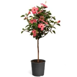Pink Tropical Hibiscus Tree -Evergreen Trees Sales Store Tropical Pink Hibiscus 2